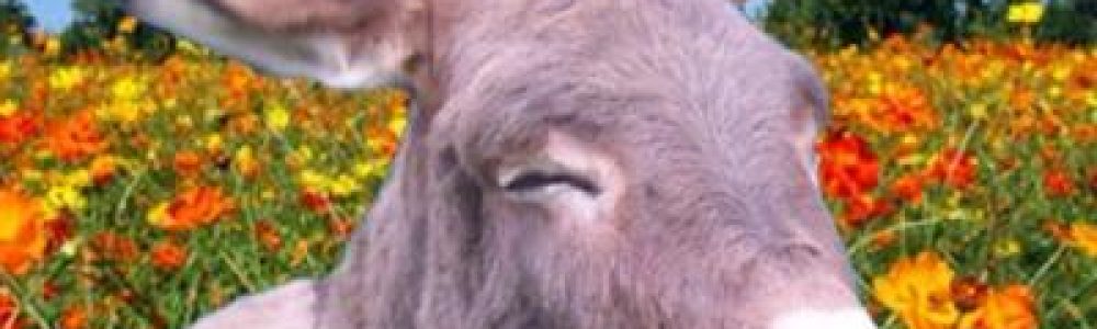 donkey
