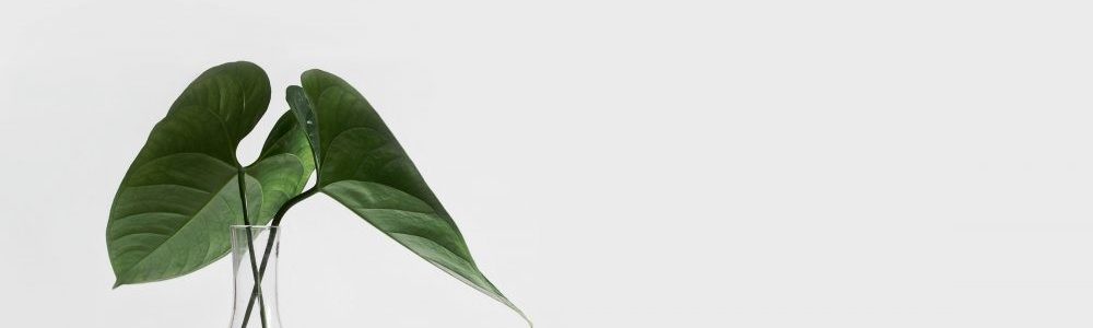 sarah-dorweiler-x2Tmfd1-SgA-unsplash-e1564773097788